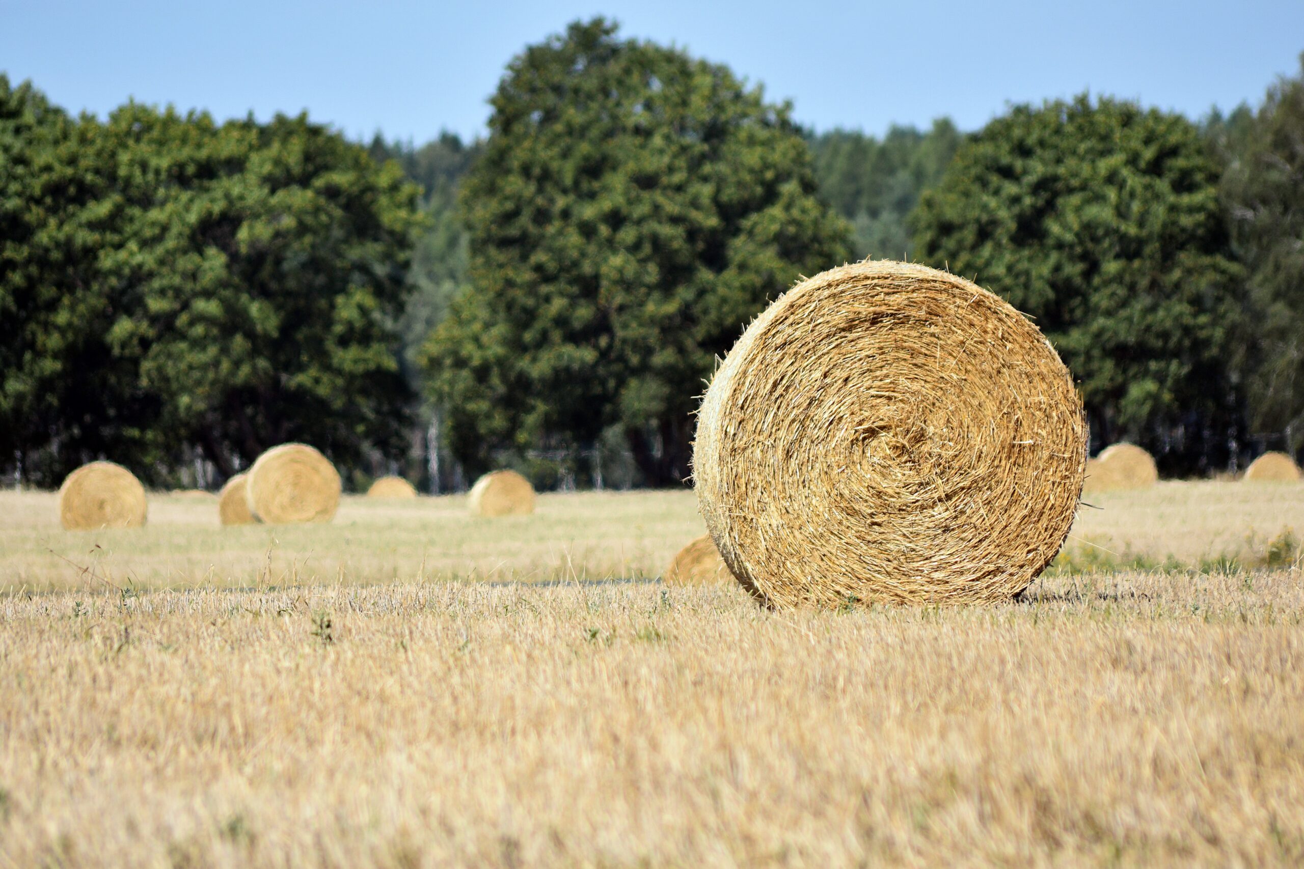 Round Biomass Bale
